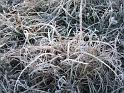 012-Frozen Grass
